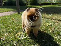 Baby Face Kut Burun Pomeryan Boo Orange Renk