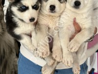Sibirya Kurdu (Husky) Yavrular