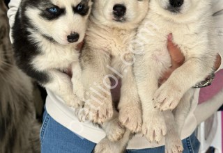 Sibirya Kurdu (Husky) Yavrular