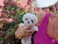 Maltese Terrier Cinsi Yavrular