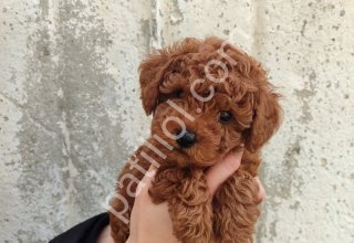 Peluş oyuncak değildir