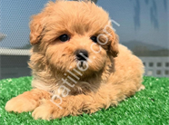 DÜNYA TATLISI MALTİPOO YAVRULARI