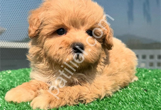 DÜNYA TATLISI MALTİPOO YAVRULARI