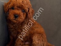 81 İl Gönderim Yapılır Tatlı Poodle