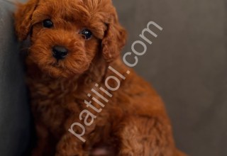 81 il gönderim yapılır tatlı poodle