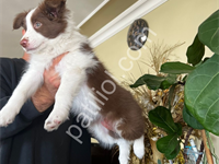 Son Dişi Kızıl Border Collie