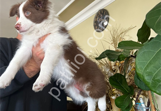 Son dişi kızıl Border Collie