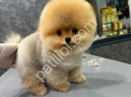 Üst Kalite Pomeranian Boo Yavruları
