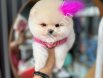 Teacup Pomeranian Boo