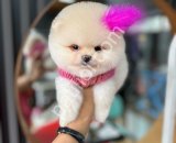 Teacup Pomeranian Boo