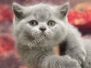 Pofidik British Shorthair Yavrular