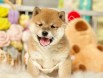 Secereli anne babadan Shiba-inu yavrular