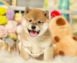 Secereli anne babadan Shiba-inu yavrular