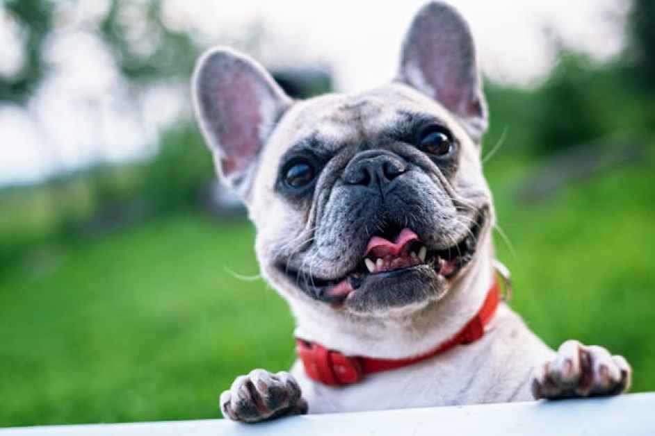 Köpeklerde Parazitler ve Korunma Yolları