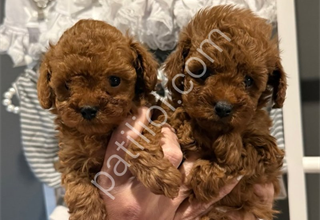 Oyuncak Boy Erkek Dişi Toy Poodle Yavruları – Veteriner Kontrollü