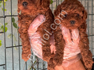 TOY POODLE YAVRULARIMIZ