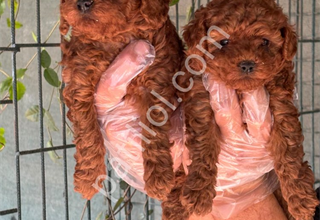 TOY POODLE YAVRULARIMIZ