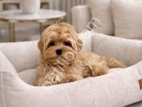 İpek Gibi Tüylere Sahip Maltipoo Yavruları