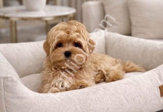 İpek gibi tüylere sahip maltipoo yavruları