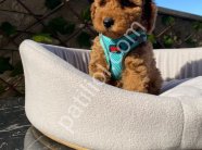 Çiftlik garantili toy poodle bebeklerim