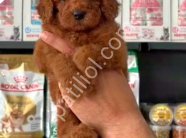 TOY POODLE SEVİMLİ YAVRULAR