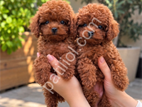 Seçkin Yetiştiricilikten Toy Poodle Yavruları
