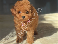 Toy Poodle Safkan Yavrular