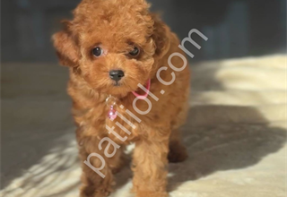 Toy poodle safkan yavrular