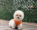 AYI SURATLI POMERRİAN BOO YAVRULAR