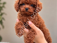 Üst Segment Kalitede Toy Poodle Yavruları