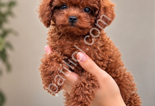 Üst Segment Kalitede Toy Poodle Yavruları