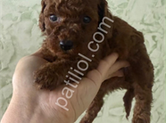 Toy Poodle Yavrularım