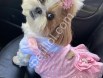 Shih Tzu prenses bebekler