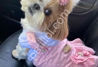 Shih Tzu prenses bebekler