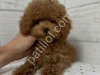 Toy Poodle Sevimli Yavrular Ev Üretimi