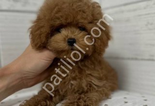 TOY POODLE SEVİMLİ YAVRULAR EV ÜRETİMİ