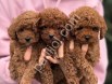 Satılık Toy Poodle – Tuvalet Eğitimli Sevimli Yavrular