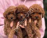 Satılık Toy Poodle – Tuvalet Eğitimli Sevimli Yavrular