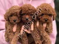 Satılık Toy Poodle – Tuvalet Eğitimli Sevimli Yavrular