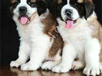 Yok Böylesi  Dev Köpek Saint Bernard