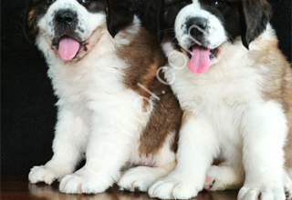 YOK BÖYLESİ  DEV KÖPEK SAİNT BERNARD