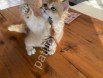 Show Kalite Golden British Shorthair