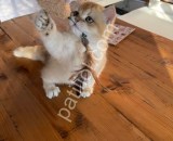 Show Kalite Golden British Shorthair