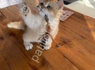 Show Kalite Golden British Shorthair
