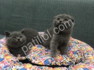 Scottish Fold Bebeklerim