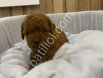 Peluş oyuncaklar ile karıştırılan bebeklerim