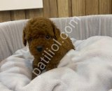 Peluş oyuncaklar ile karıştırılan bebeklerim