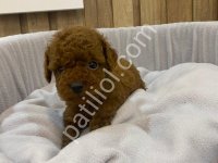 Peluş Oyuncaklar İle Karıştırılan Bebeklerim