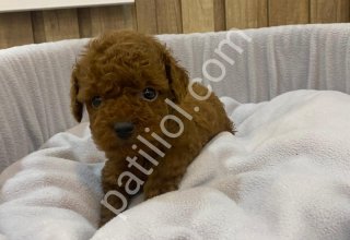 Peluş oyuncaklar ile karıştırılan bebeklerim