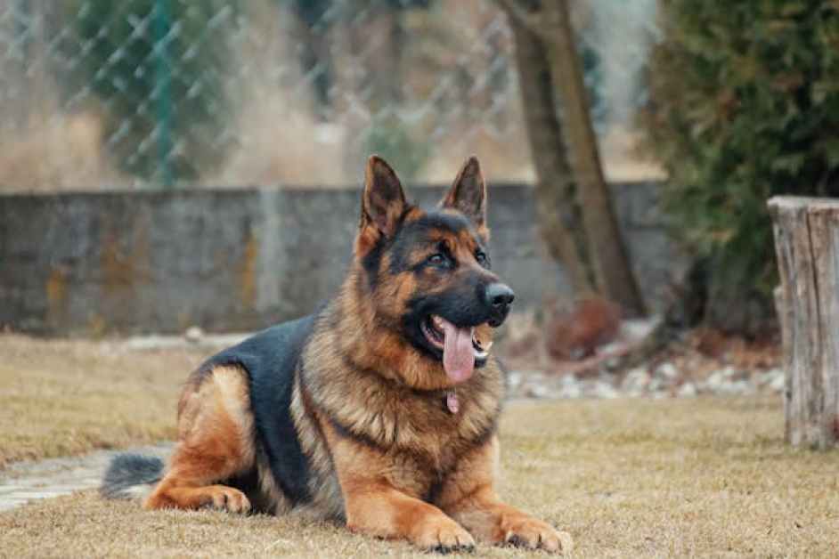 Büyük ırk köpeklerde egzersiz ihtiyacı